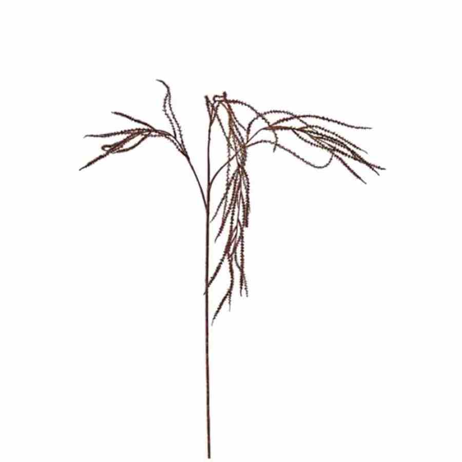 Bilde av Cimicifugae stem H64cm Light Coffe