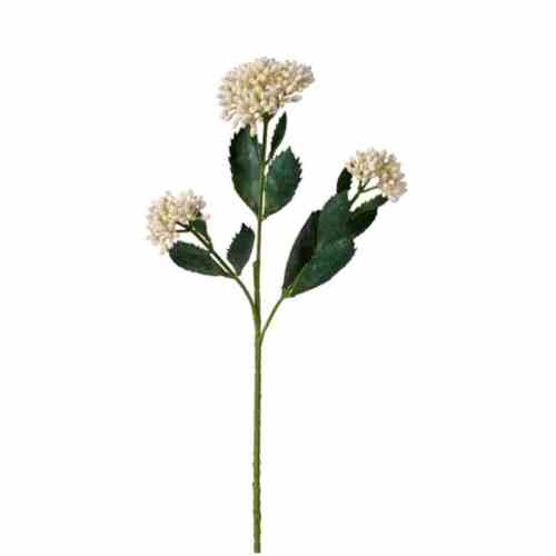 Bilde av Kalanchoe stem cm White